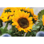 GIRASOL - Afbeelding 5